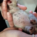 Savannah, F-7B, Female, Dilute calico, DOB 1-29-19