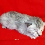 Savannah, F-7B, Female, Dilute calico, DOB 1-29-19