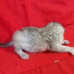 Savannah, F-7B, Female, Dilute calico, DOB 1-29-19