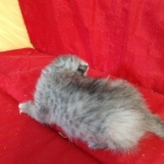 Savannah, F-7B, Female, Dilute calico, DOB 1-29-19