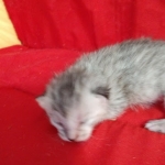 Savannah, F-7B, Female, Dilute calico, DOB 1-29-19