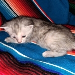 Winchester, Dilute calico, DOB 1-29-19