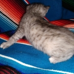 Winchester, Dilute calico, DOB 1-29-19