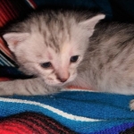 Winchester, Dilute calico, DOB 1-29-19