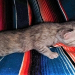 Winchester, Dilute calico, DOB 1-29-19