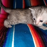 Winchester, Dilute calico, DOB 1-29-19