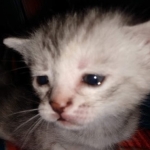 Winchester, Dilute calico, DOB 1-29-19