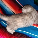 Winchester, Dilute calico, DOB 1-29-19