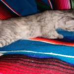 Winchester, Dilute calico, DOB 1-29-19