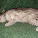 Winchester, Dilute calico, DOB 1-29-19