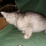 Winchester, Dilute calico, DOB 1-29-19