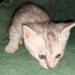 Winchester, Dilute calico, DOB 1-29-19