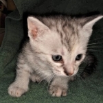 Winchester, Dilute calico, DOB 1-29-19