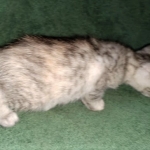 Winchester, Dilute calico, DOB 1-29-19