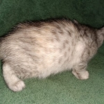 Winchester, Dilute calico, DOB 1-29-19