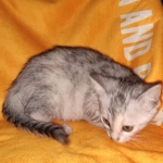 Winchester, Dilute calico, DOB 1-29-19