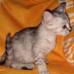 Winchester, Dilute calico, DOB 1-29-19