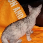 Winchester, Dilute calico, DOB 1-29-19