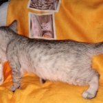 Winchester, Dilute calico, DOB 1-29-19