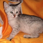 Winchester, Dilute calico, DOB 1-29-19