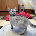 Winchester Eloise, Dilute calico, DOB 1-29-19