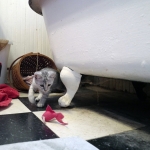 Winchester Eloise, Dilute calico, DOB 1-29-19