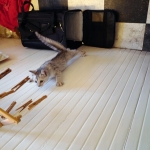 Winchester Eloise, Dilute calico, DOB 1-29-19