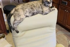 Diamond Annie Savannah F-7B Female spotted calico DOB 1-29-19