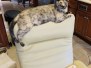 Diamond Annie Savannah F-7B Female spotted calico DOB 1-29-19