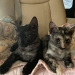 Diamond Annie, Savannah, F-7B, Female, Calico, DOB 1-29-19