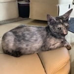 Diamond Annie, Savannah, F-7B, Female, Calico, DOB 1-29-19