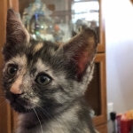 Savannah, F-7B, Female, Calico, DOB 1-29-19