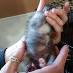 Savannah, F-7B, Female, Calico, DOB 1-29-19