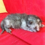 Savannah, F-7B, Female, Calico, DOB 1-29-19