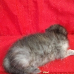 Savannah, F-7B, Female, Calico, DOB 1-29-19