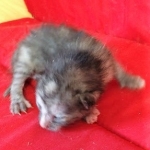 Savannah, F-7B, Female, Calico, DOB 1-29-19