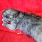 Savannah, F-7B, Female, Calico, DOB 1-29-19