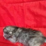 Savannah, F-7B, Female, Calico, DOB 1-29-19