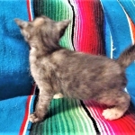 Savannah, F-7B, Female, Calico, DOB 1-29-19