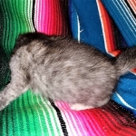 Savannah, F-7B, Female, Calico, DOB 1-29-19