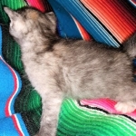 Savannah, F-7B, Female, Calico, DOB 1-29-19