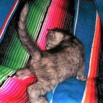 Savannah, F-7B, Female, Calico, DOB 1-29-19