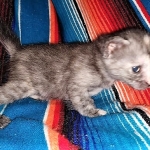 Savannah, F-7B, Female, Calico, DOB 1-29-19