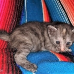 Savannah, F-7B, Female, Calico, DOB 1-29-19