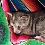 Savannah, F-7B, Female, Calico, DOB 1-29-19