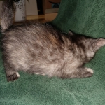 Savannah, F-7B, Female, Calico, DOB 1-29-19