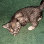 Savannah, F-7B, Female, Calico, DOB 1-29-19