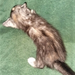 Savannah, F-7B, Female, Calico, DOB 1-29-19