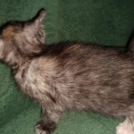 Savannah, F-7B, Female, Calico, DOB 1-29-19