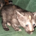 Savannah, F-7B, Female, Calico, DOB 1-29-19